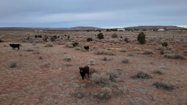 Cattle drive drone style