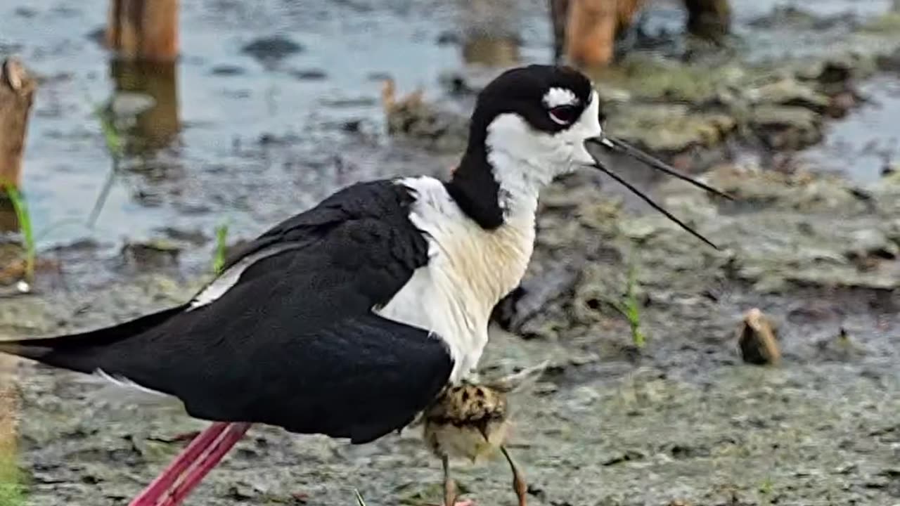 Stilt mom takes care of her young ones