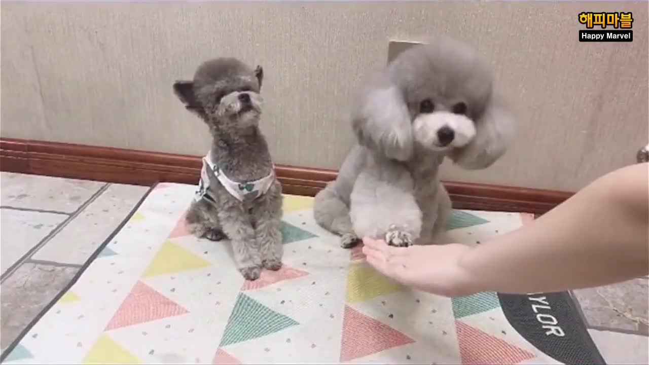 High five! That's nothing. A collection of funny videos of cats and dogs.