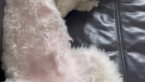 sleeping dog, cute funny dog