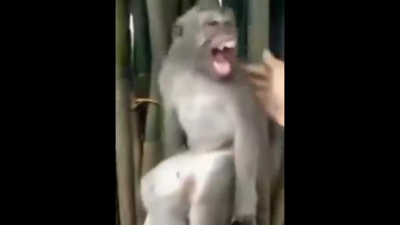 funny dog and monkey | funny animals | part 2