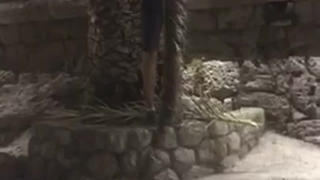 Man tries hanging from palm trees and falls on concrete blocks