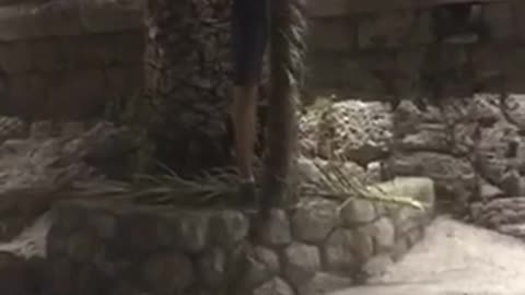 Man tries hanging from palm trees and falls on concrete blocks