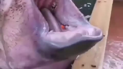 Little Baby Hippo #shorts #shortvideo #video #virals #videoviral