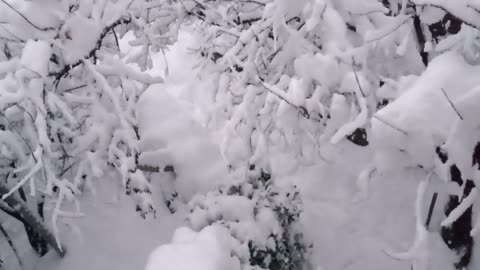 Snowfall
