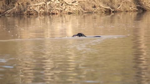 Duck Hunting: A Day On A Duck Boat