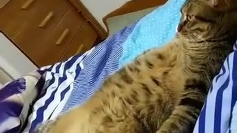 A cat lying in bed.