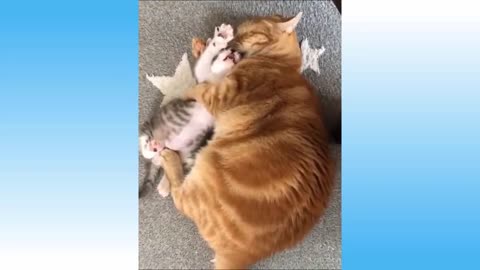 Funniest Cats - Funny Pet Animals Videos