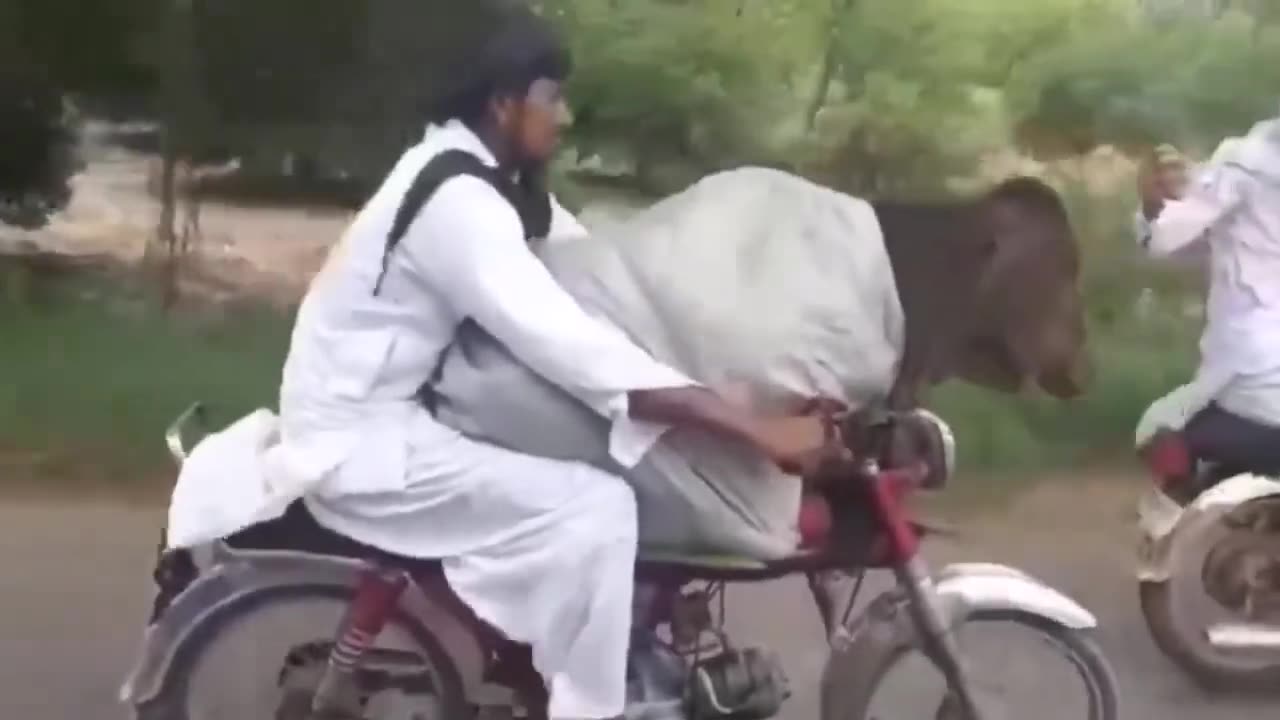 Funny Pakistani Video | Cow on Bike