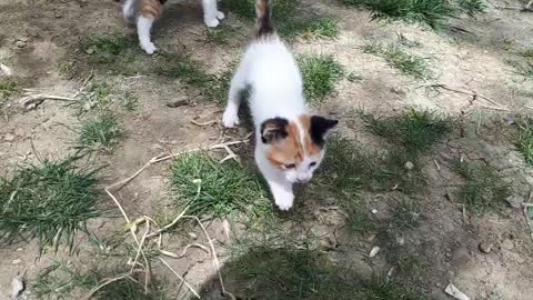 Cute little cats run, play and have fun