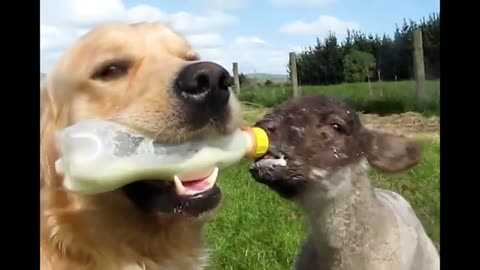 Videos funny animals 2024