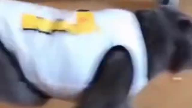 Animals Acting Funny Videos Virial Clip enjoyable moments #shorts