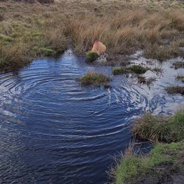 Nala playing in water