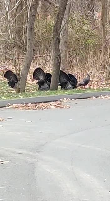 A rafter of turkeys escaping thanksgiving dinner