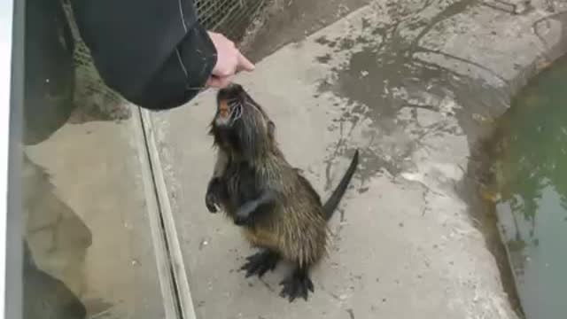 How To Pet A Beaver