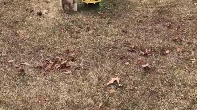 Aussie JuanCarlos meets his first fire hydrant