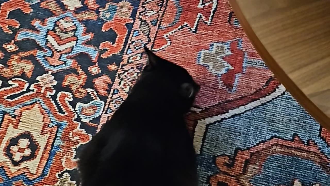 Squid the Cat Sneaks Halloween Candy