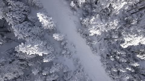 Snowy tree tops