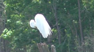 62 Toussaint Wildlife - Oak Harbor Ohio - Egret Cleaning Up