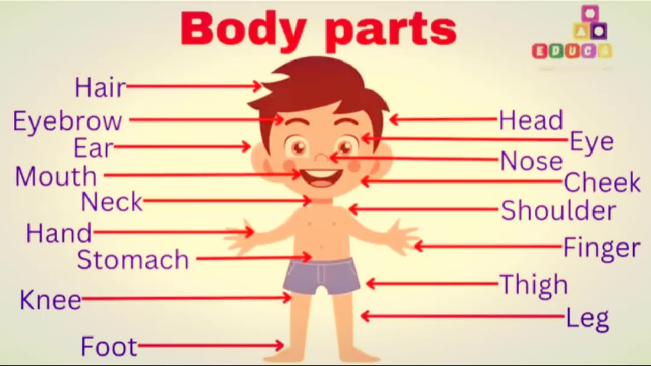 Body Parts