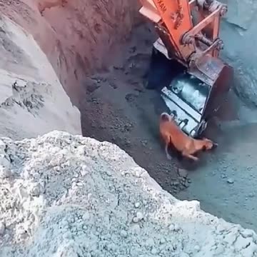 Amazing animal videos