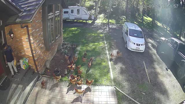 Guard Chickens Surround Delivery Driver