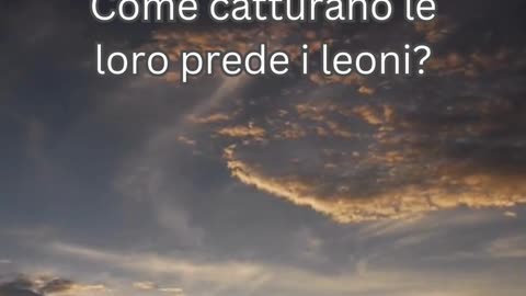 Fatto del Leone 4 - Come catturano le loro prede i leoni?