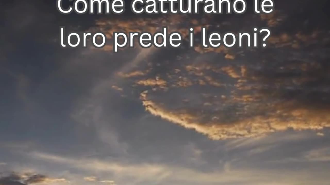 Fatto del Leone 4 - Come catturano le loro prede i leoni?