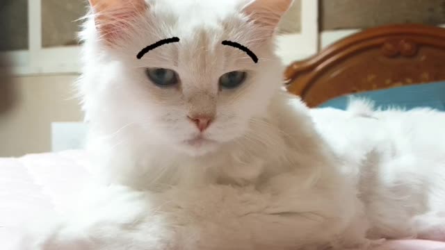 cat facial expression