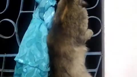 how cats climb to catch a rats