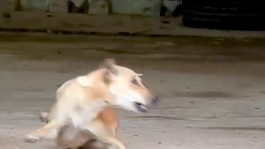 Funny dog video,best funny dogs video,funny animals video