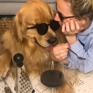 Quarantine day 1,000: Golden Retriever forms a band