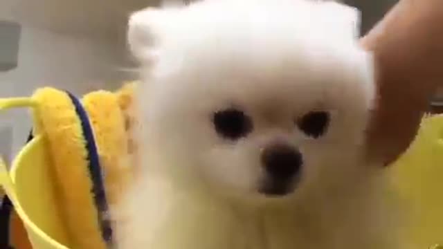 Baby Dogs Cute and Funny Dog Videos Puppy Dogs, Fun, really funny