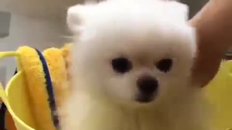 Baby Dogs Cute and Funny Dog Videos Puppy Dogs, Fun, really funny