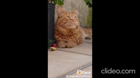 jacare vs pato completao