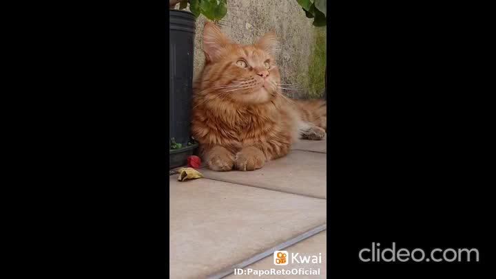 jacare vs pato completao