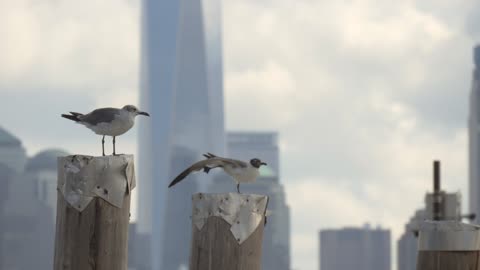 Sea Gulls with New York Skyline in Background