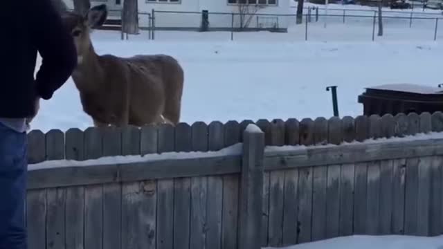 Feeding The Neighbourhood Deer 😍.