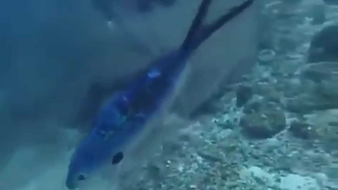 He sent this diver into the depths of the sea to reach this distressed fish