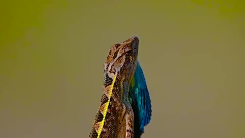 Wildlife and Funs