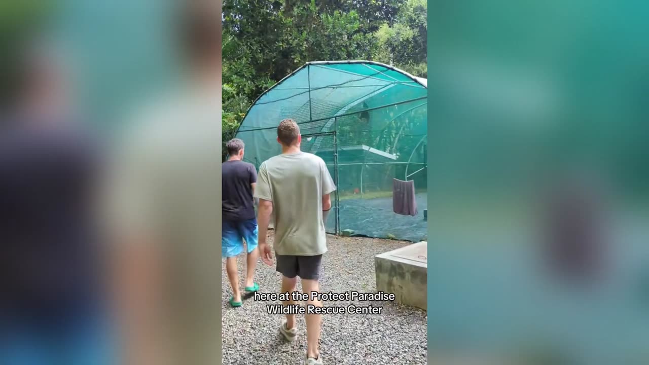 Seychelles Flying Fox in AFRICA