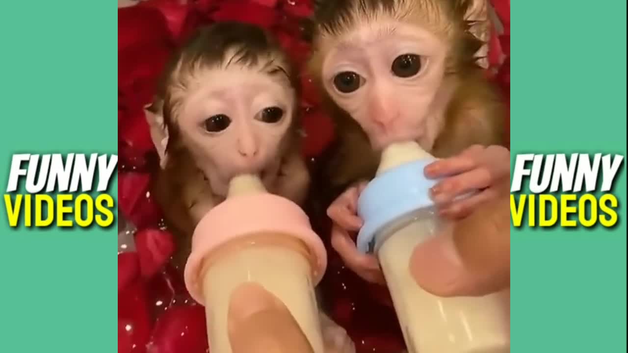 3 Best Funniest Monkey Videos 2021