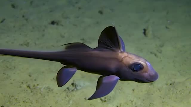 Also know as "ghost shark" you will mostly find Chimaersas hovering just above the seafloor.