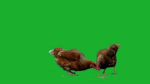 Greenscreen Chicken