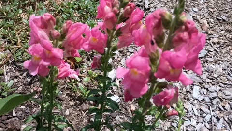 Snapdragons