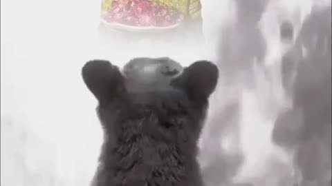 Effect video
