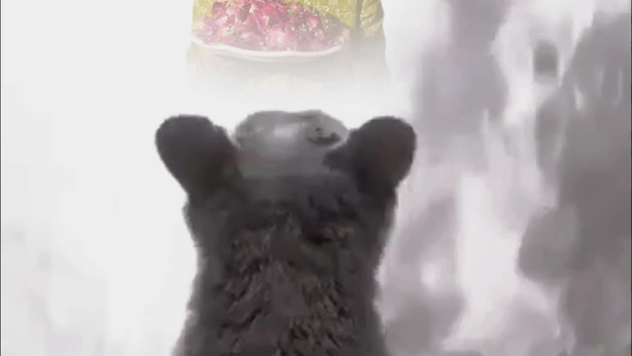 Effect video
