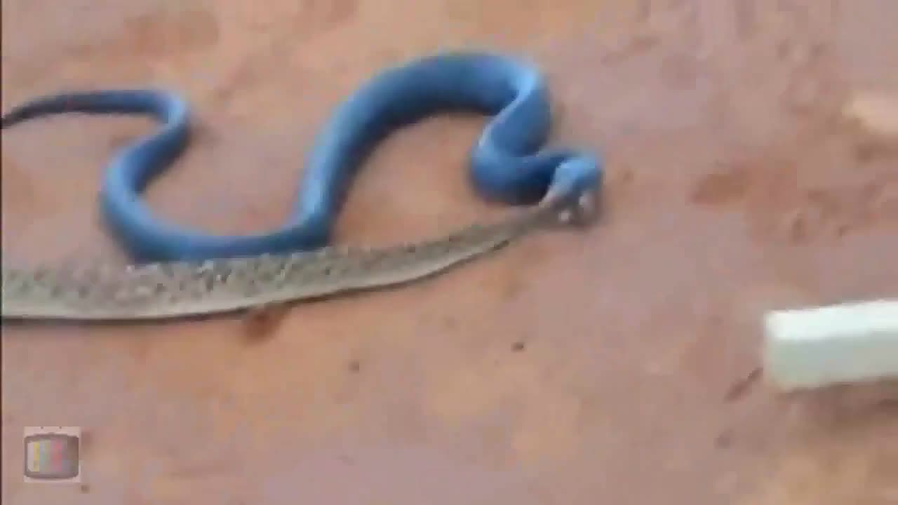 Blue Indigo Snake Eating Rattlesnake