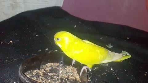 Parrot lover