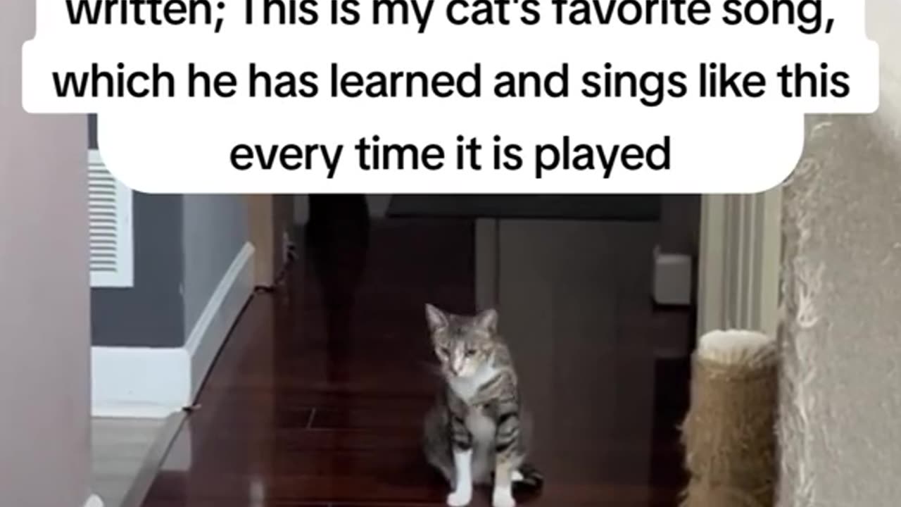 cat singing